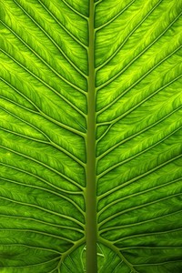 法兰西雄鹰振翅，红酒杯中的胜利之歌：法国力克西班牙，晋级半决赛